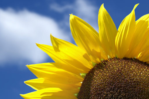 Beautiful yellow sunflower in the sun against blue sky.